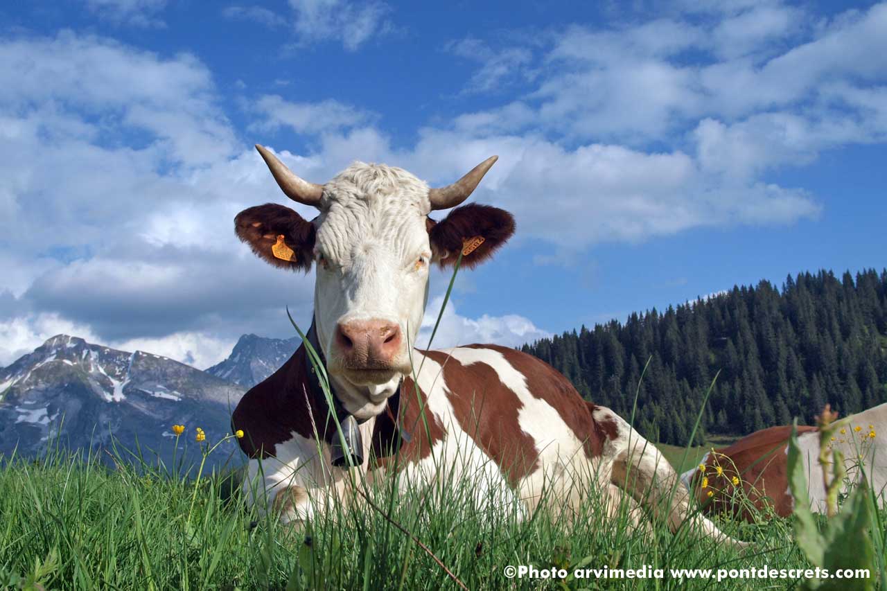 hébergement logement de vacances à la clusaz séjour ski gite chalet alpes france photo arvimedia